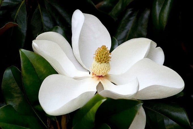 magnolia essential oil