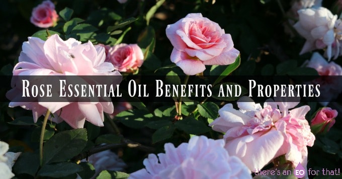 Rose Essential Oil Benefits And Properties There S An Eo For That